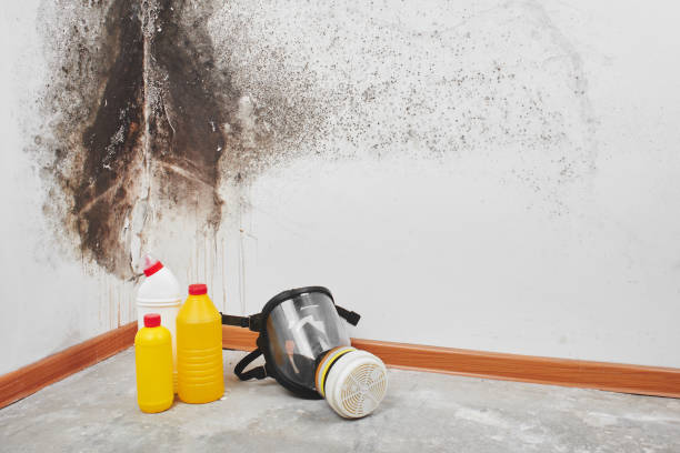 Best Industrial Mold Remediation in Harwich Port, MA